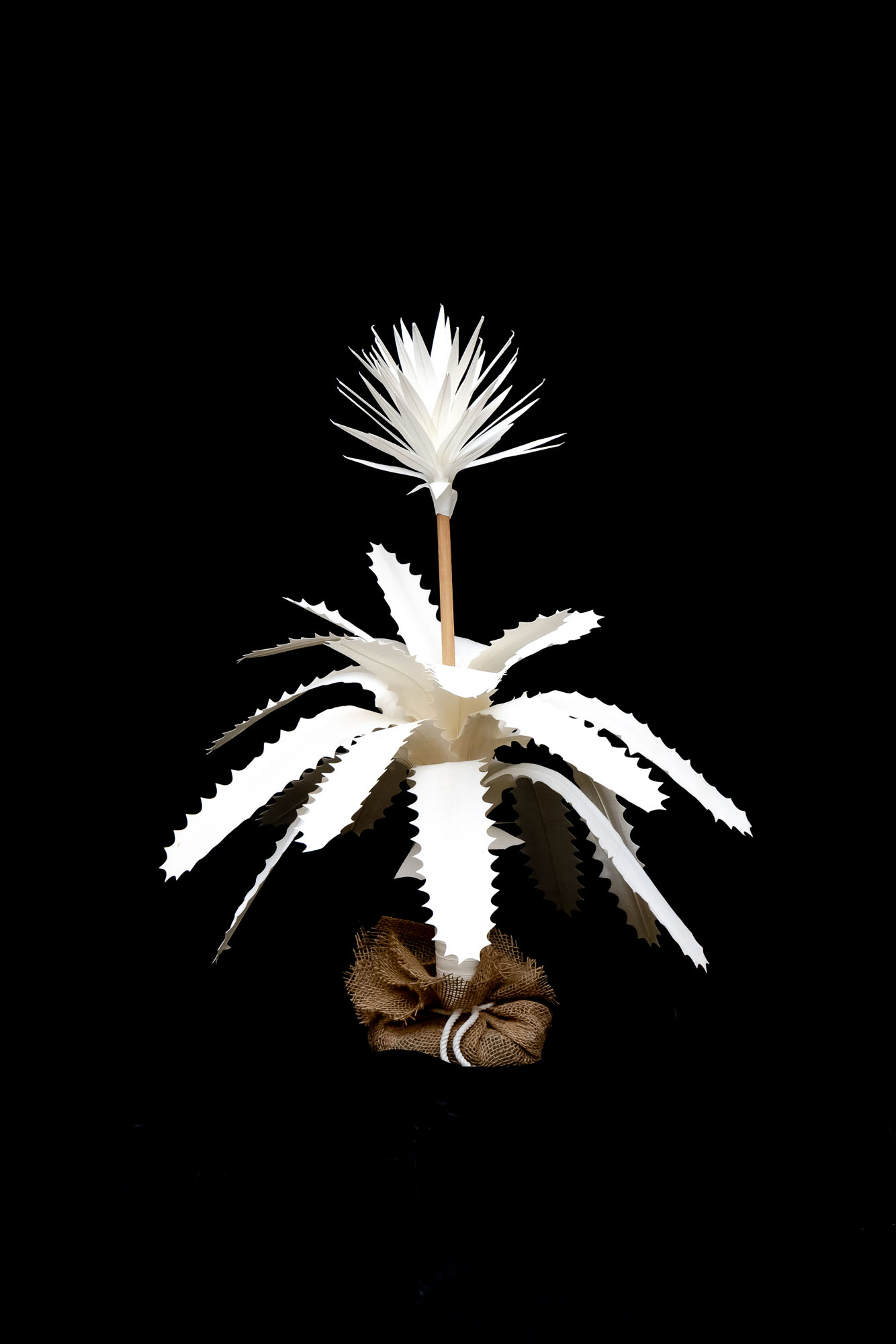 2′ Bromeliad Image