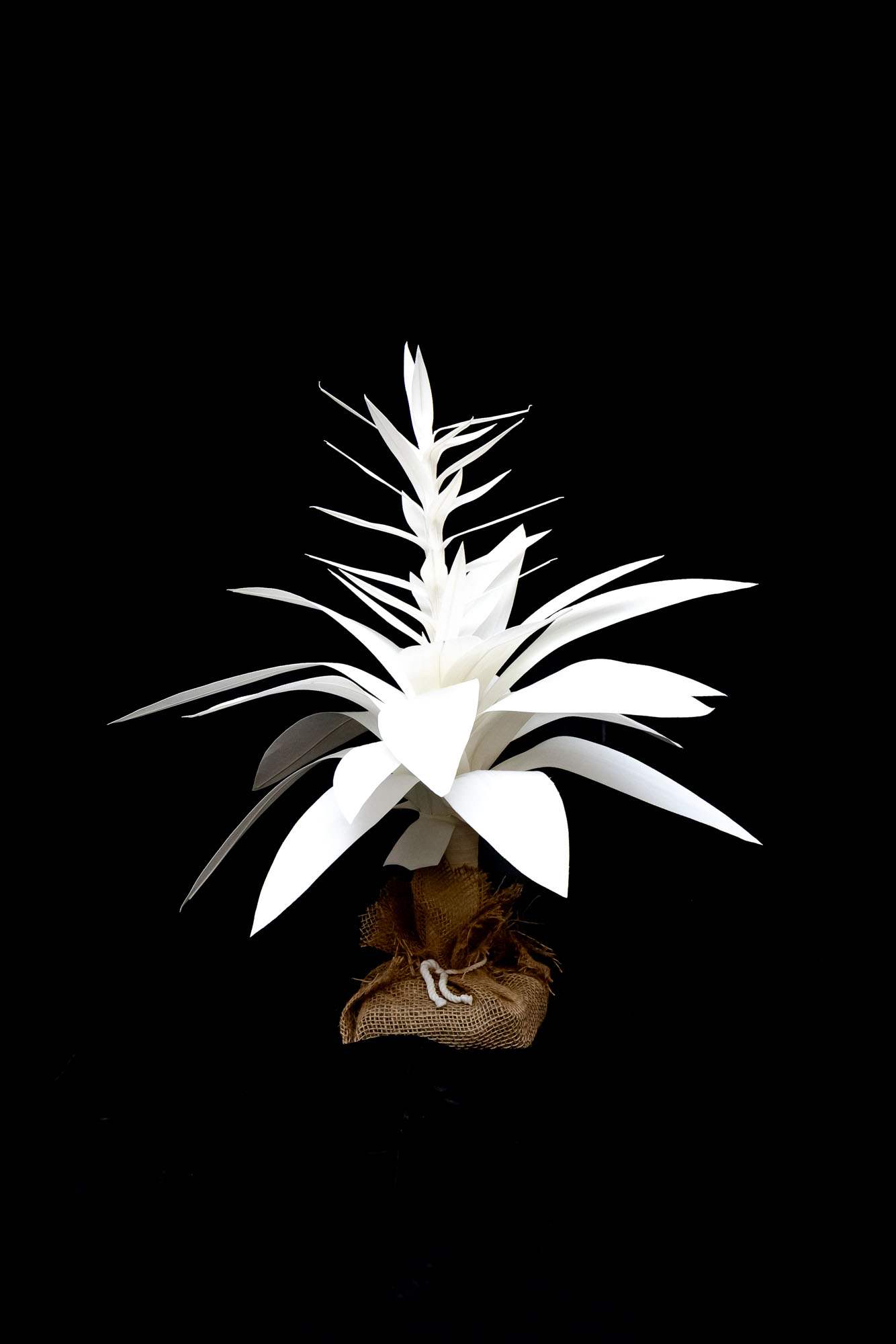 2′ Flame Bromeliad Image