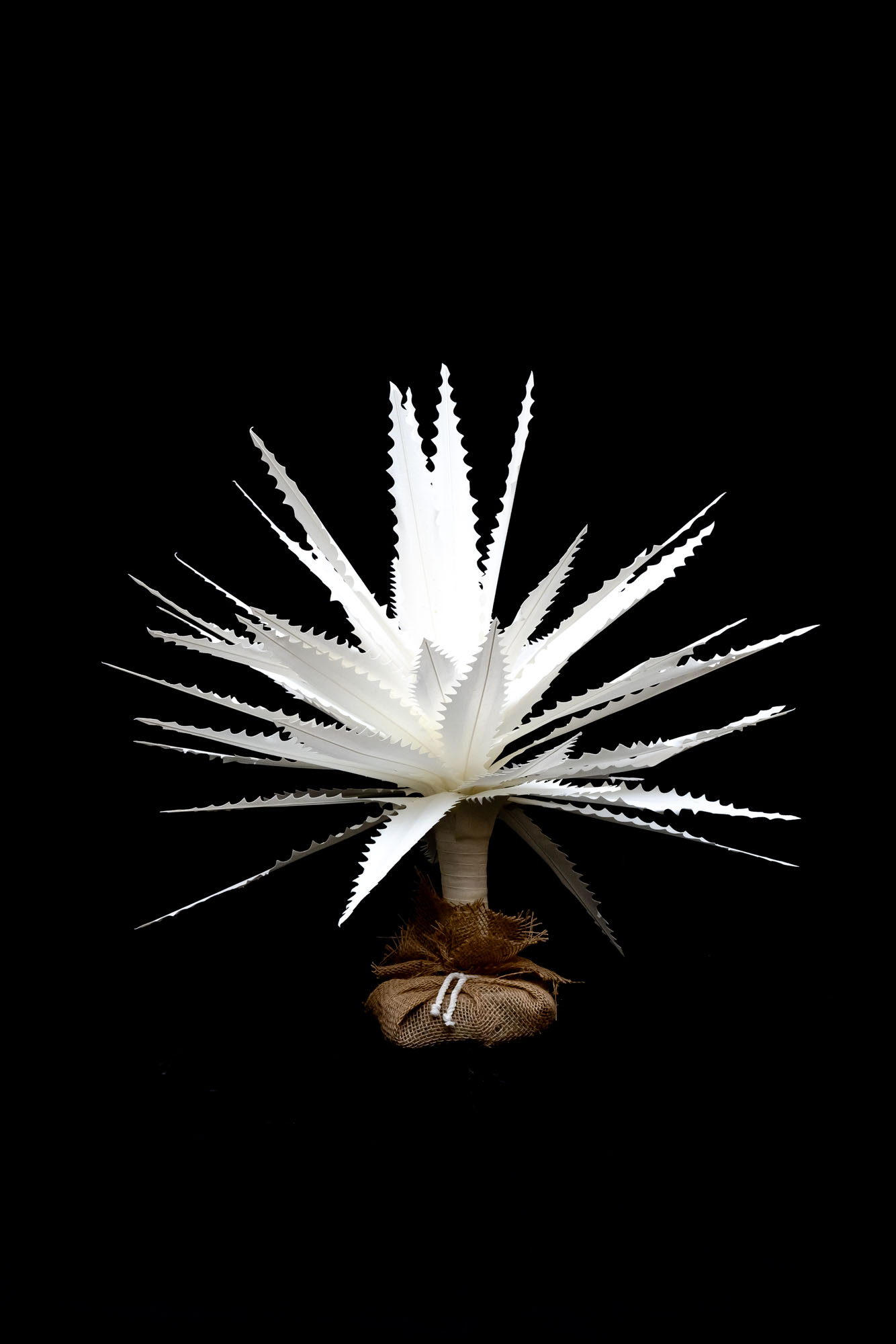2′ Maguey Image