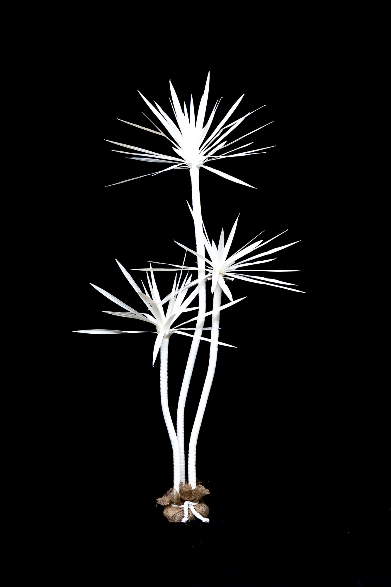 3′ Mutli dracaena Image