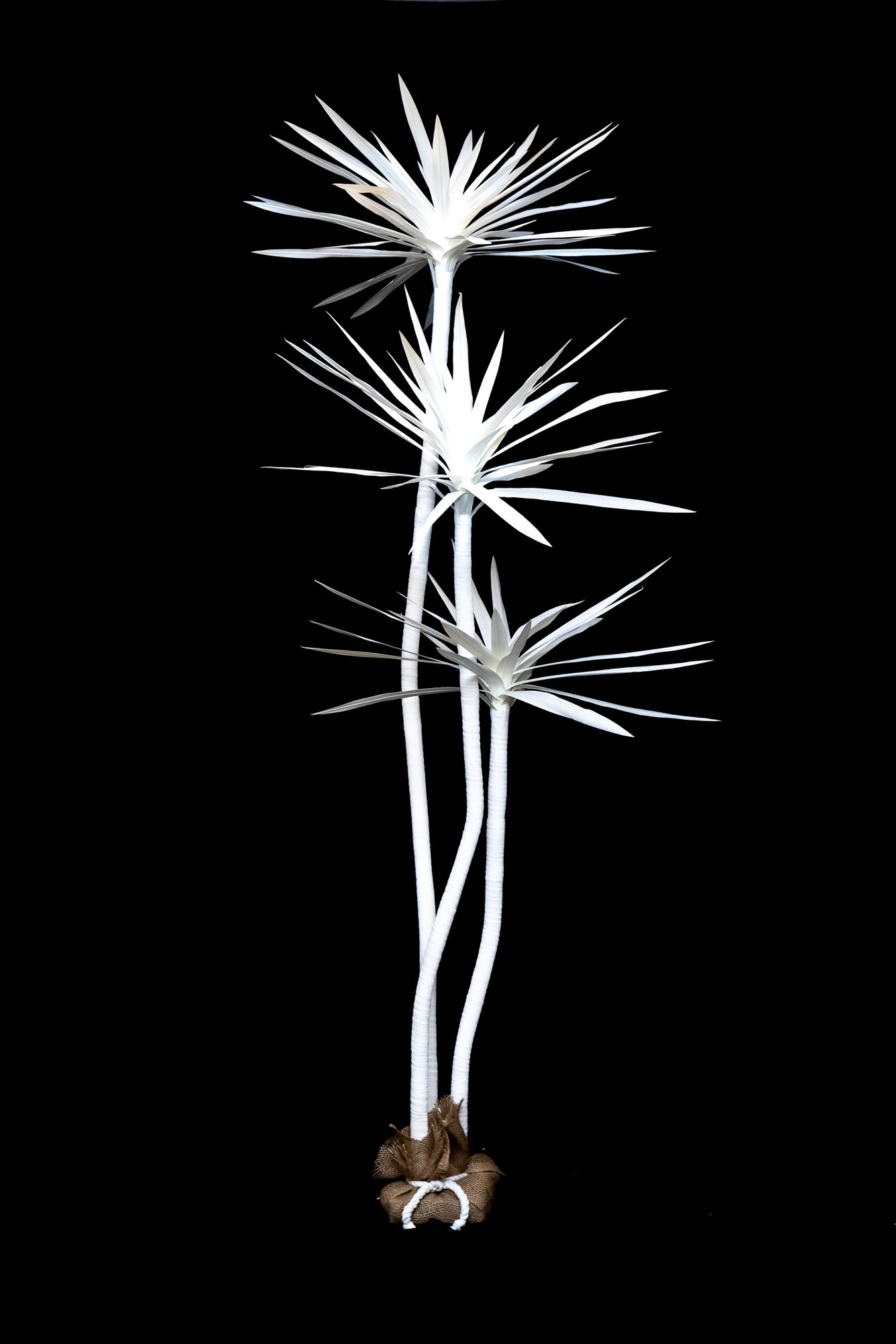 7′ Mutli Dracaena Image