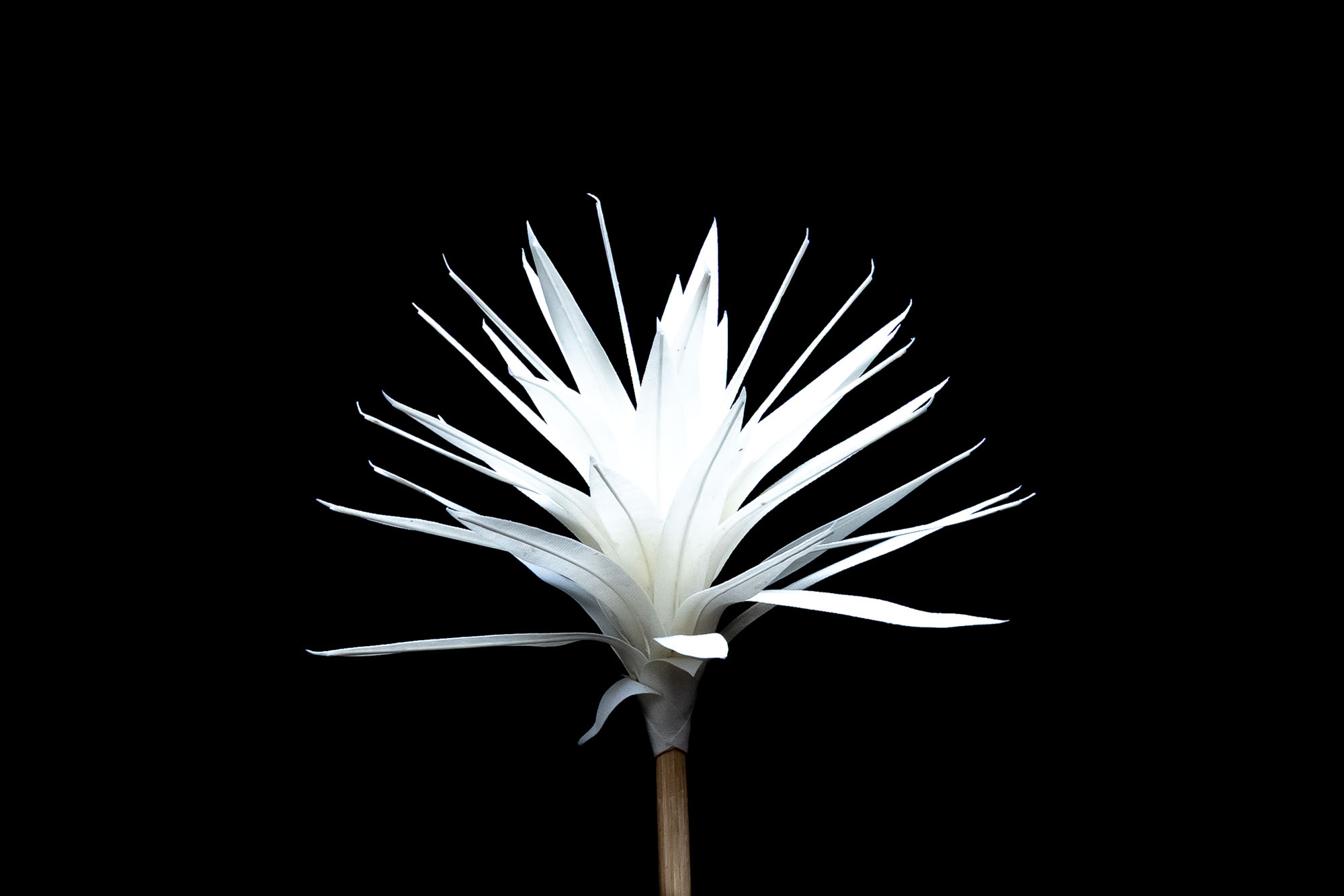 36” Bromeliad Flower Image